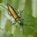 Lytta vesicatoria (Spanish Fly).jpg